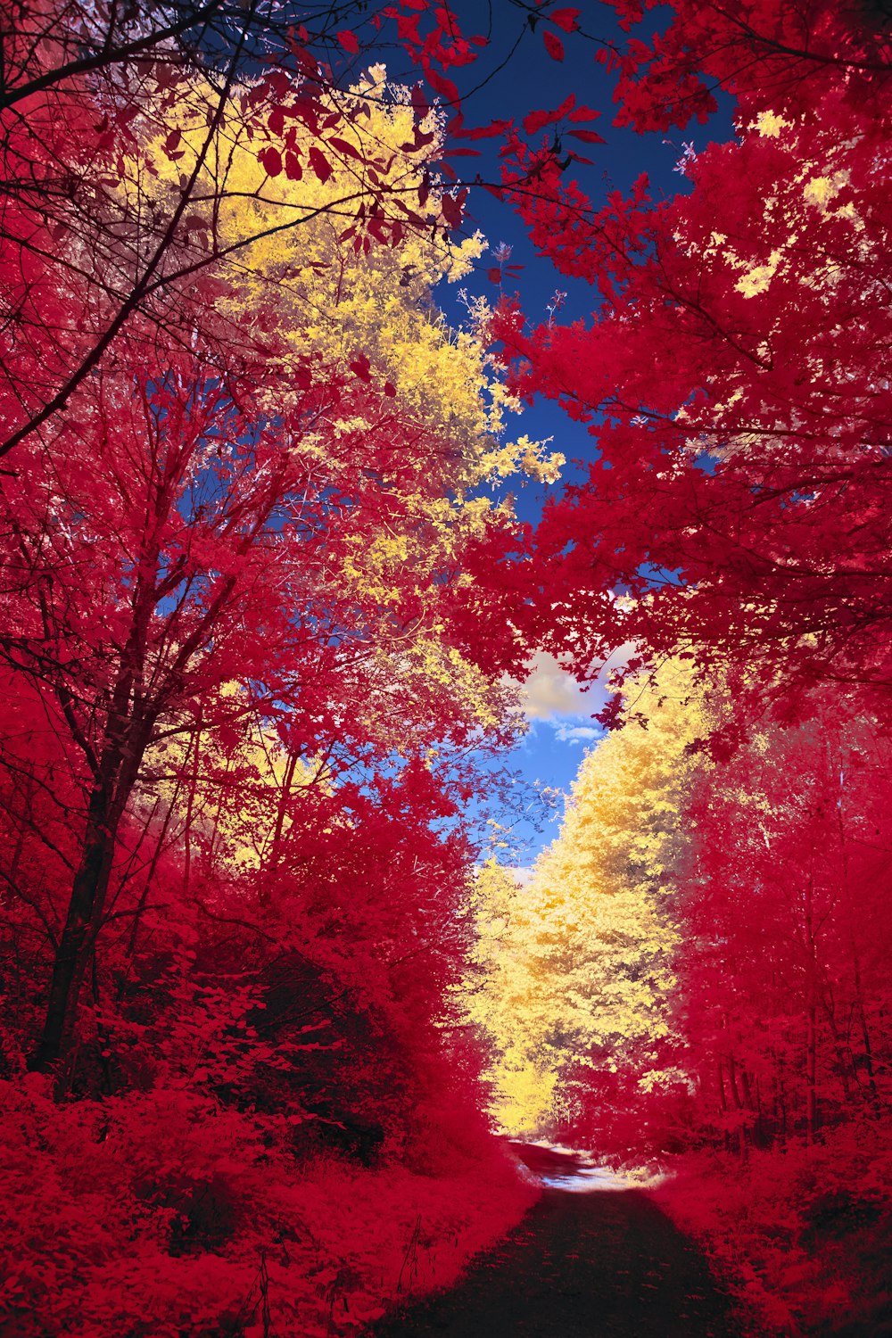 a red and yellow forest filled with lots of trees