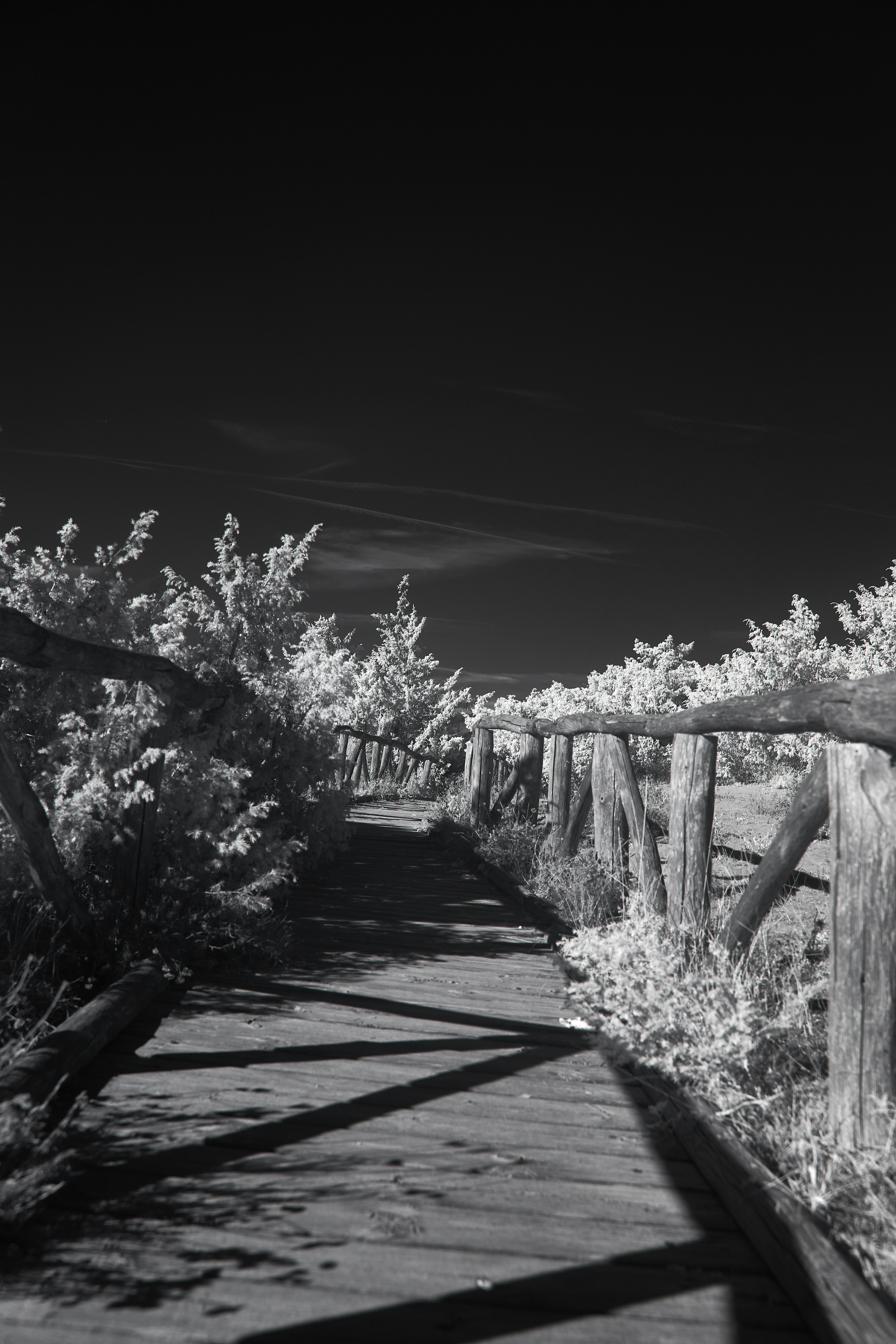 Photo by wolfgang_hasselmann