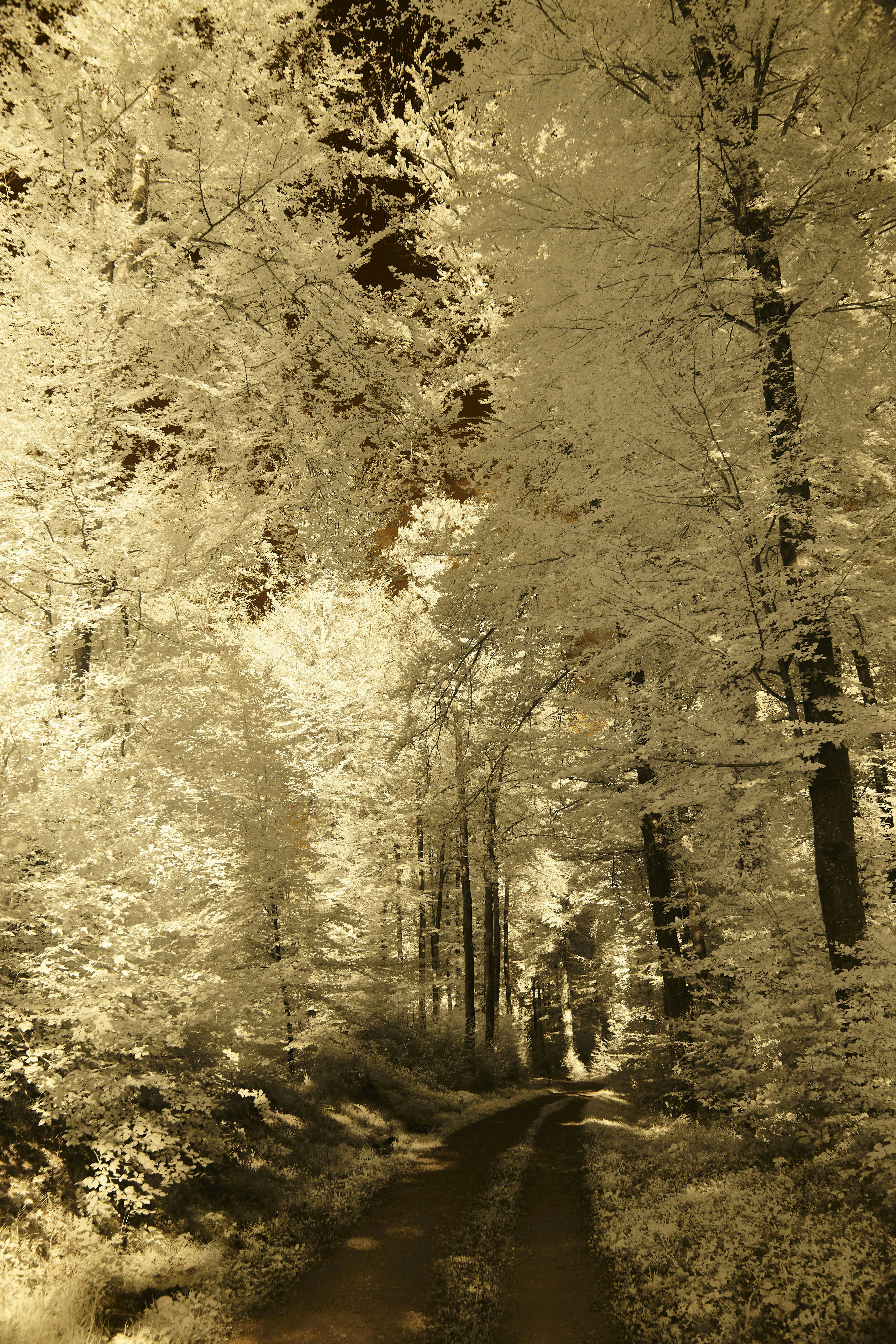 a dirt road surrounded by tall trees in a forest