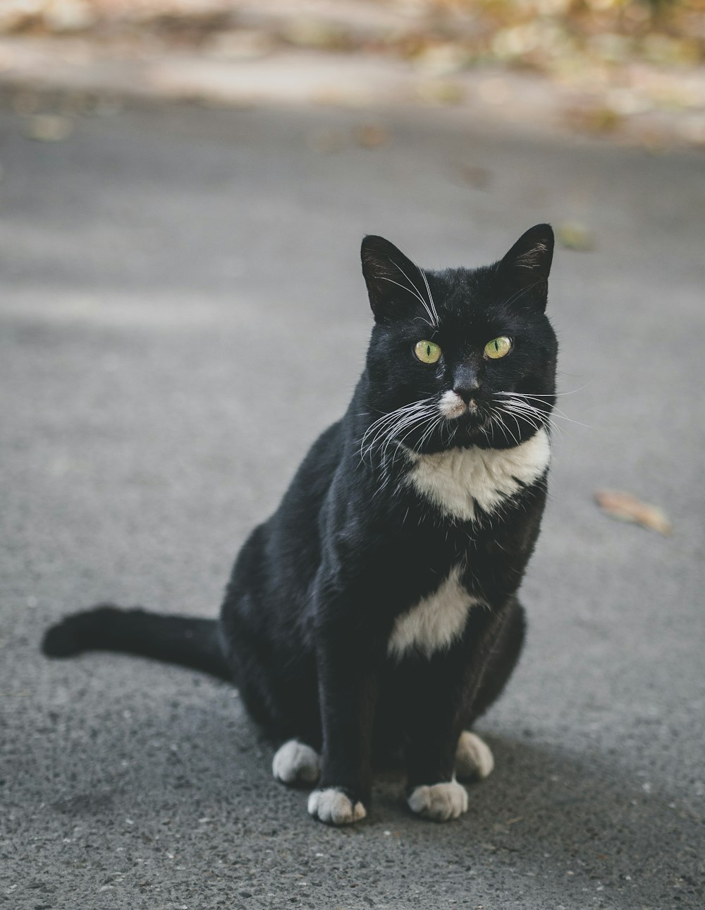 a black and white cat sitting on the ground