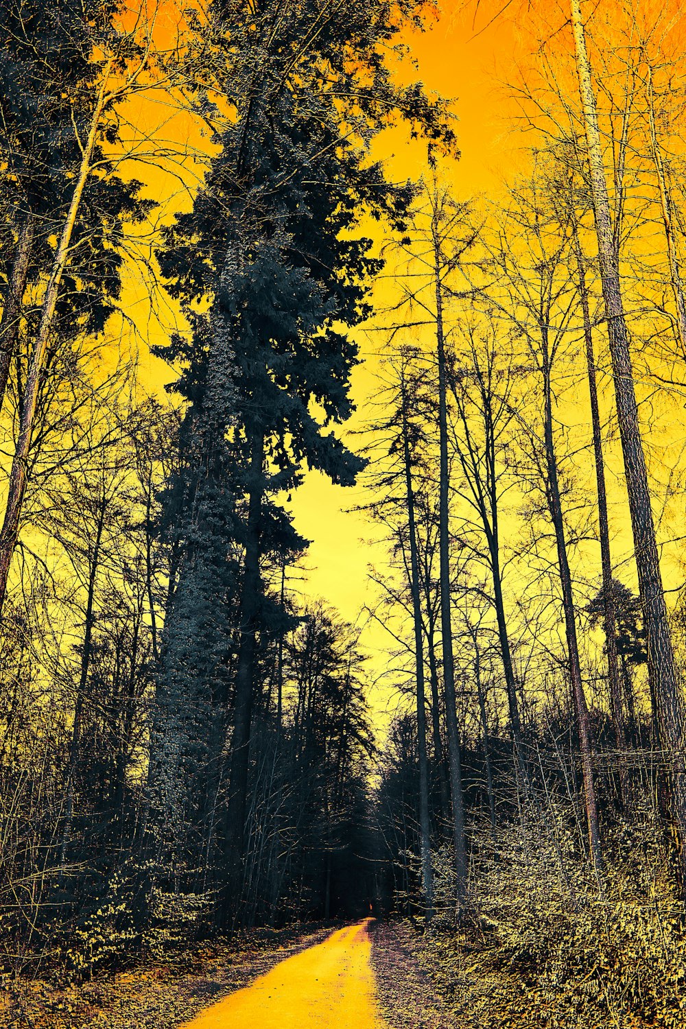a yellow and black photo of a road in the woods