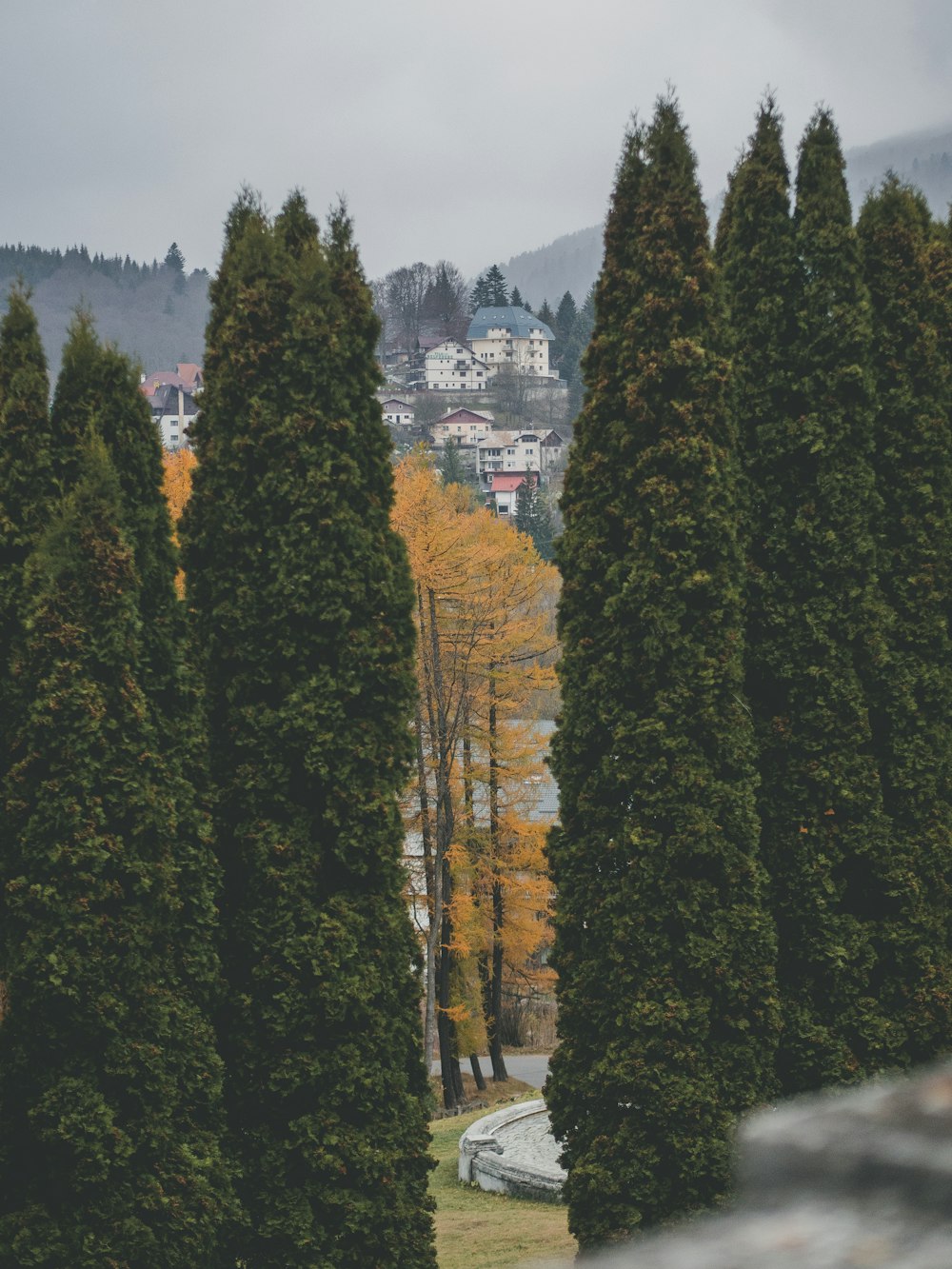 a row of trees with a city in the background