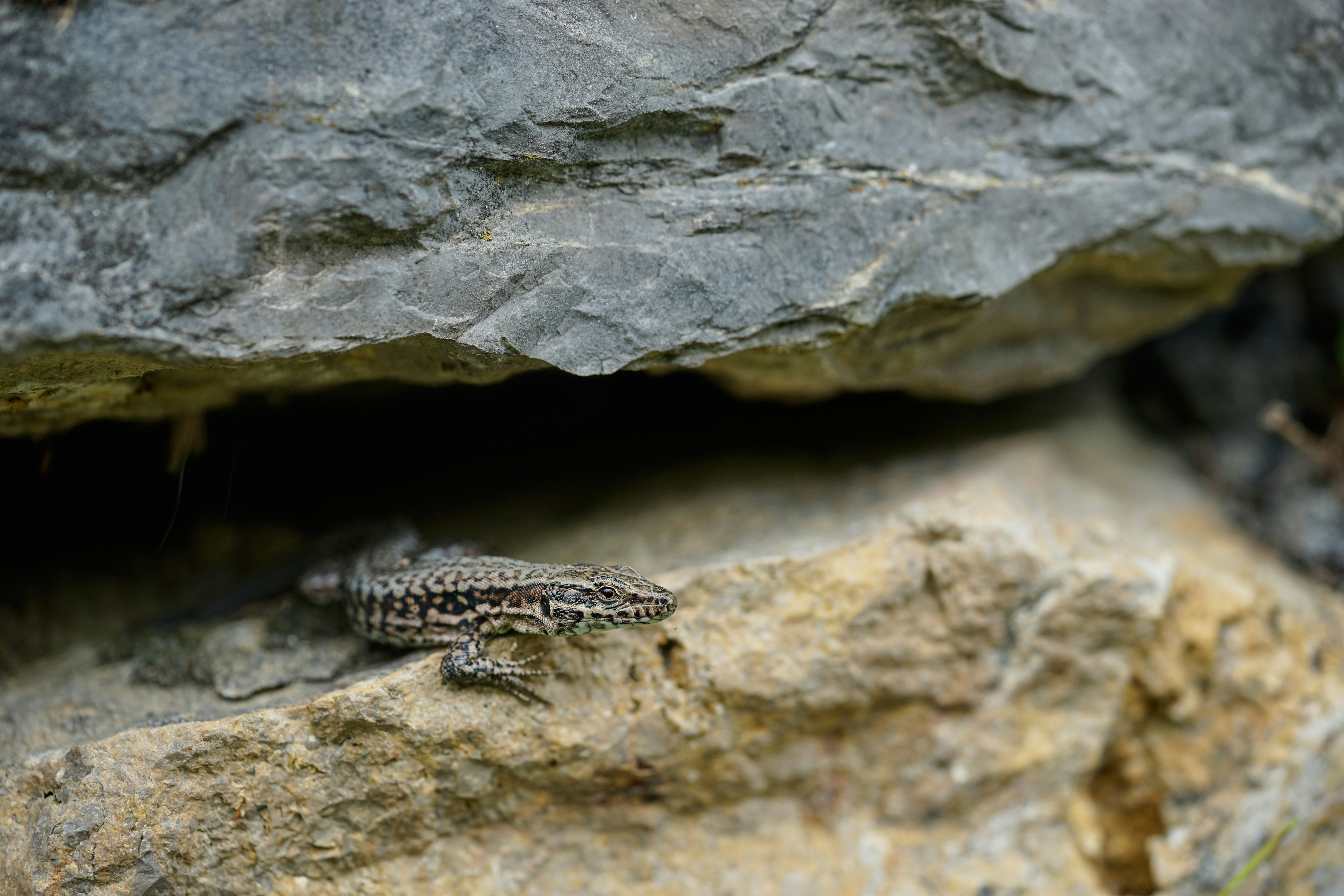 a small lizard is sitting on a rock