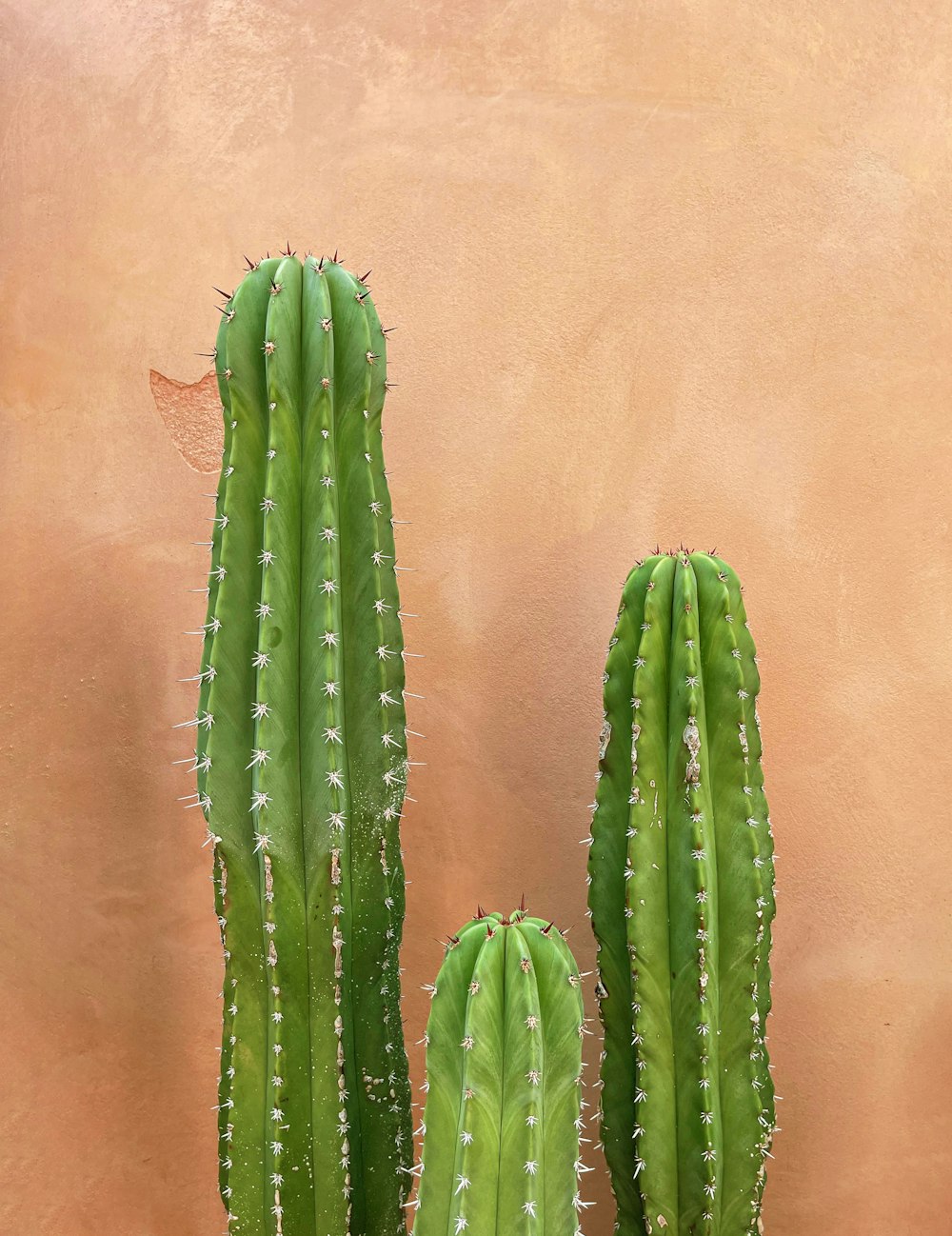 Un par de plantas de cactus verdes sentadas una al lado de la otra