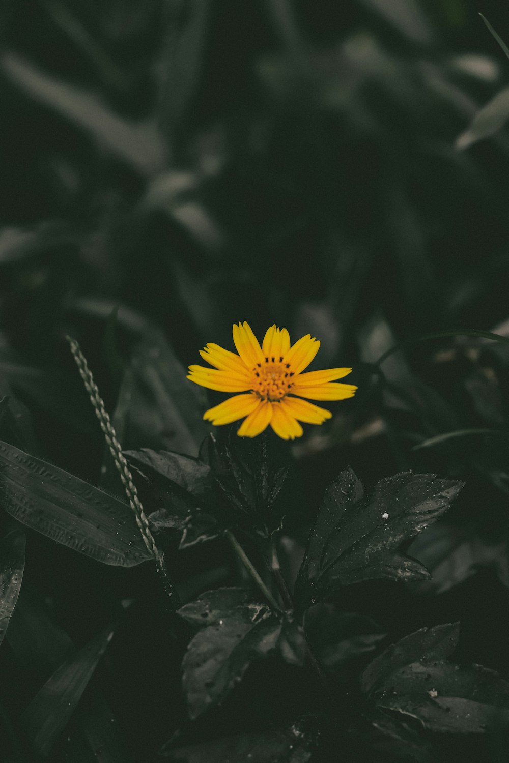 a yellow flower sitting in the middle of a field
