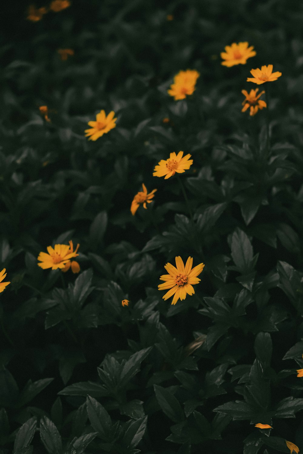 a bunch of yellow flowers that are in the grass