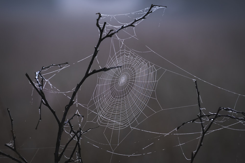 a spider web hanging from a tree branch
