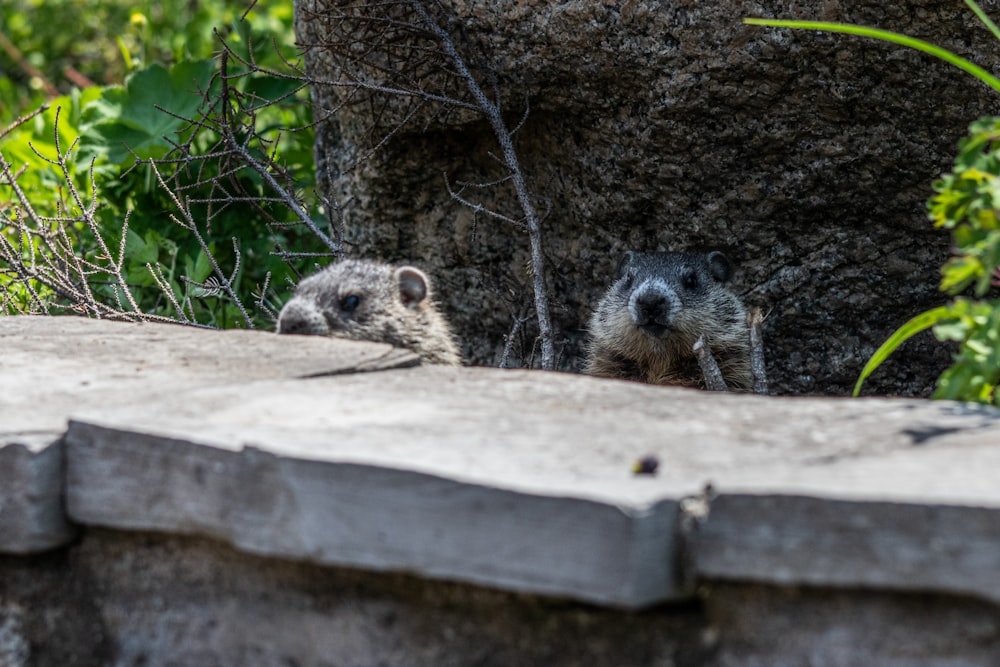 a couple of small animals standing next to each other