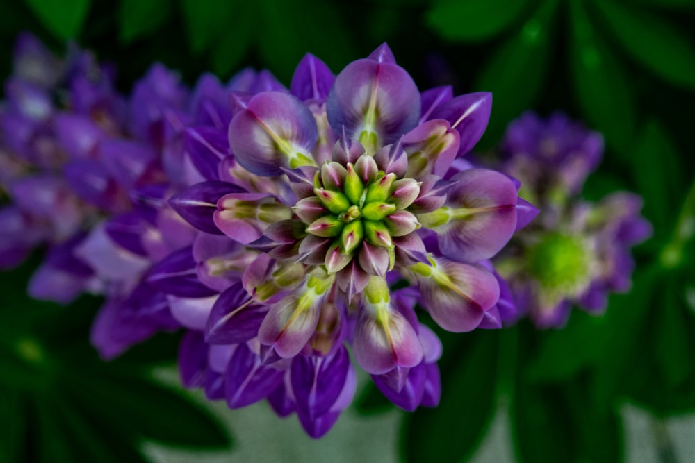 a close up of a purple flower with green leaves