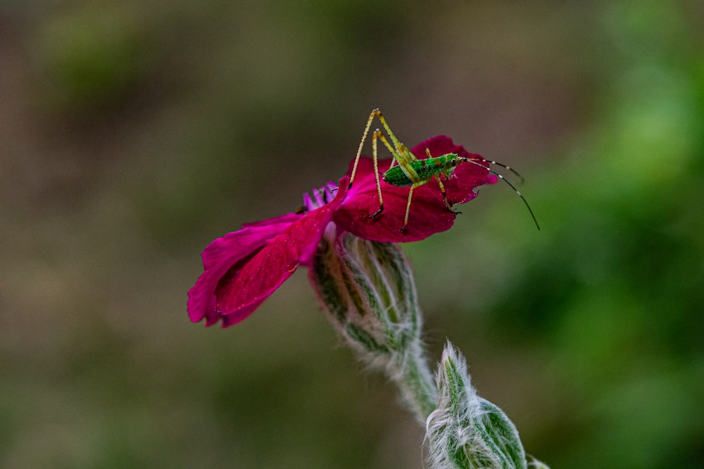 a green bug sitting on top of a pink flower