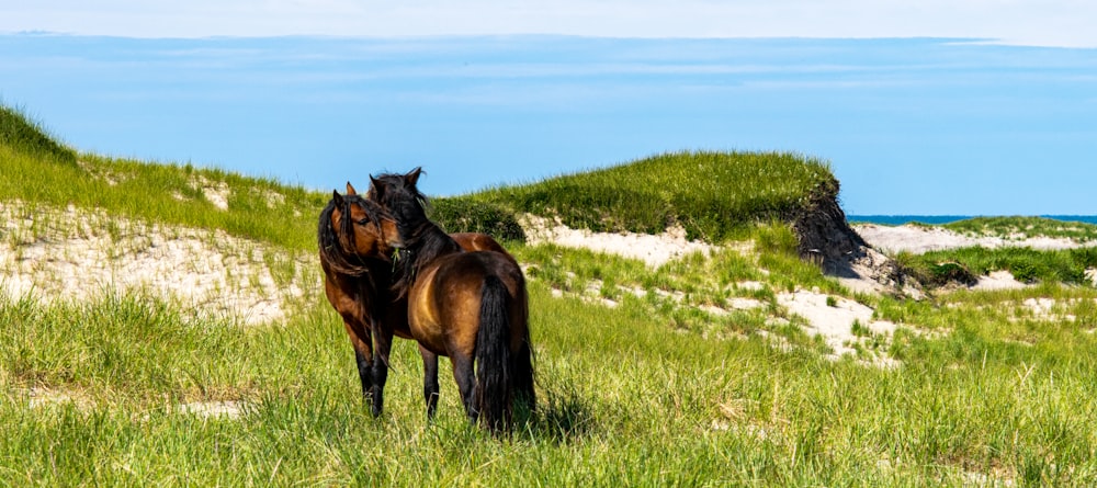 a couple of brown horses standing on top of a lush green field