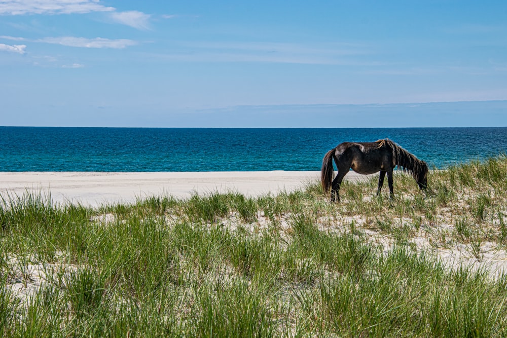a horse grazes on the sand near the ocean