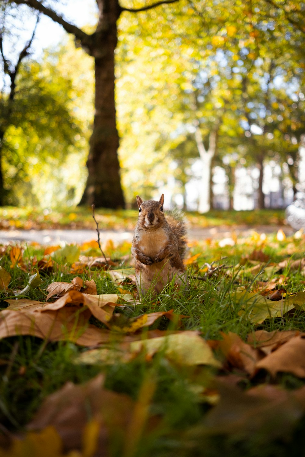 a squirrel is sitting in the leaves in a park