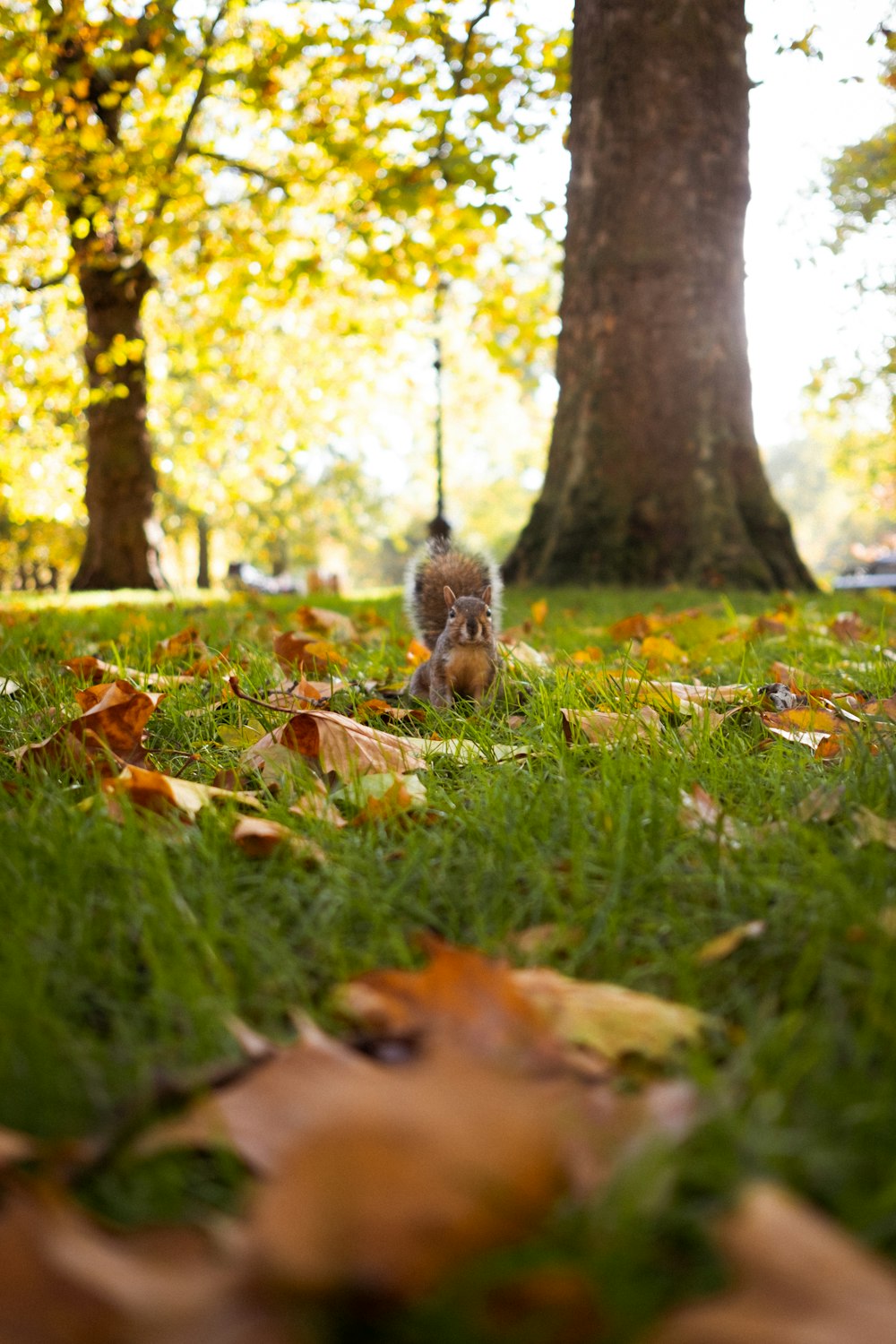 a squirrel sitting in the grass in front of a tree