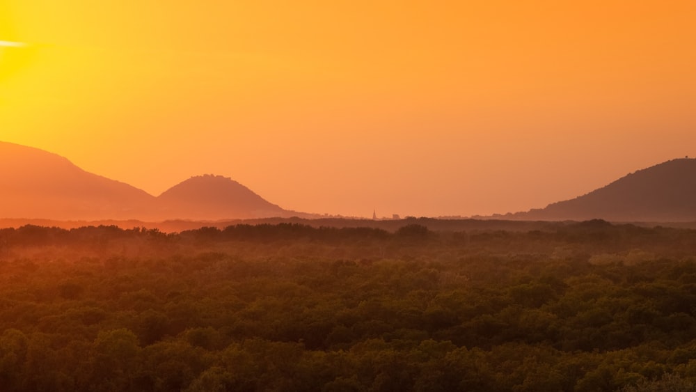 El sol se está poniendo sobre un campo de árboles