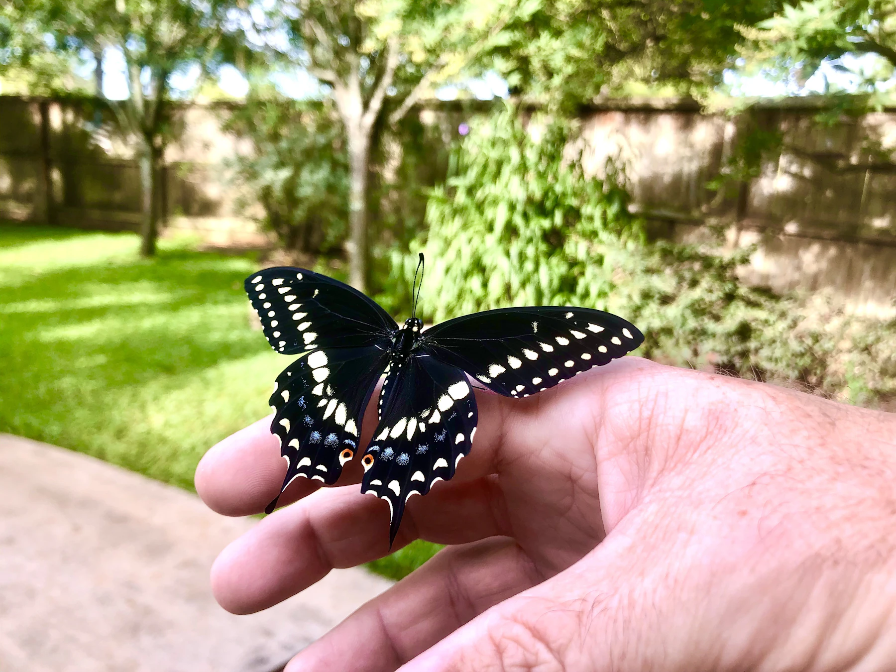 A black swallowtail butterfly with open wings resting on an outstretched hand in a sunny backyard