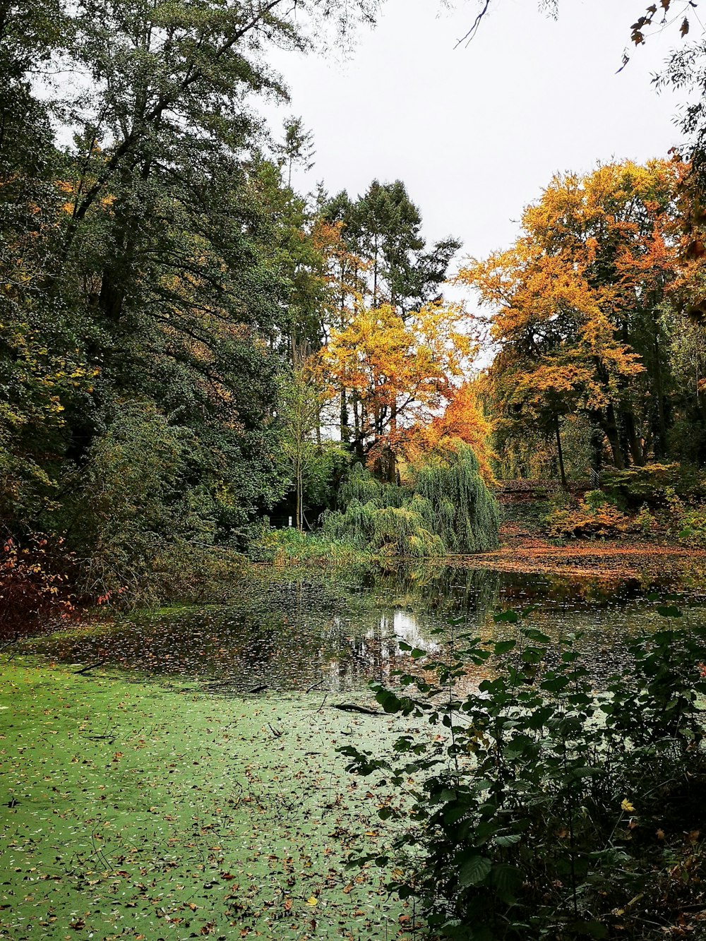 a pond surrounded by trees in a park