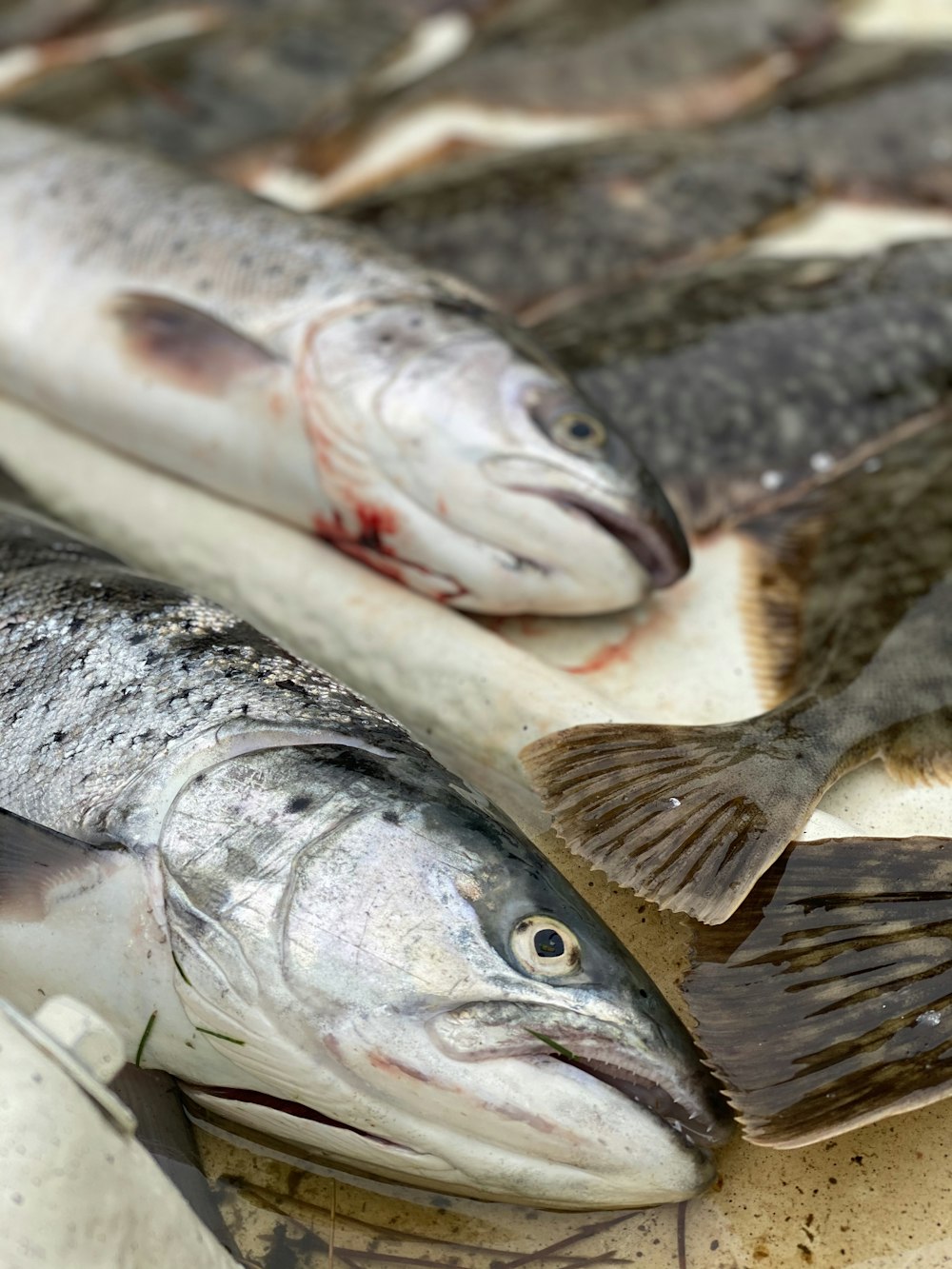 a close up of some fish on a table