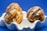 Three macarons filled with cream and chocolate ganache are placed in a white, wavy-edged dish. The macarons are drizzled with dark chocolate and sprinkled with coarse salt. The background is a vivid blue, which enhances the presentation of the macarons.