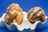 Three macarons filled with cream and chocolate ganache are placed in a white, wavy-edged dish. The macarons are drizzled with dark chocolate and sprinkled with coarse salt. The background is a vivid blue, which enhances the presentation of the macarons.