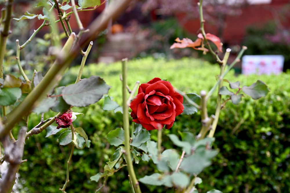 Una rosa roja está floreciendo en un jardín