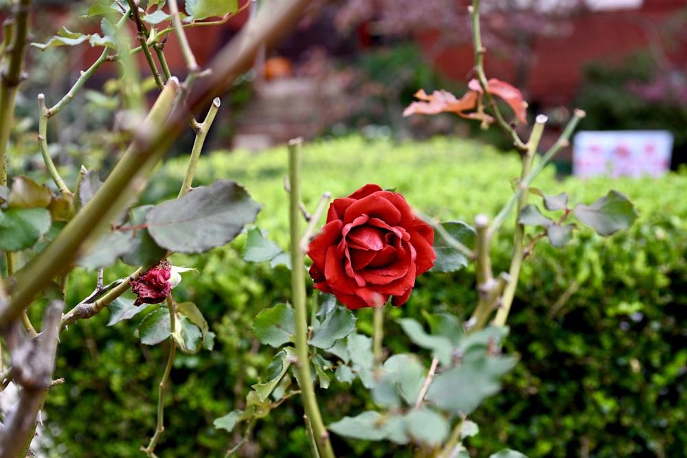 a red rose is blooming in a garden