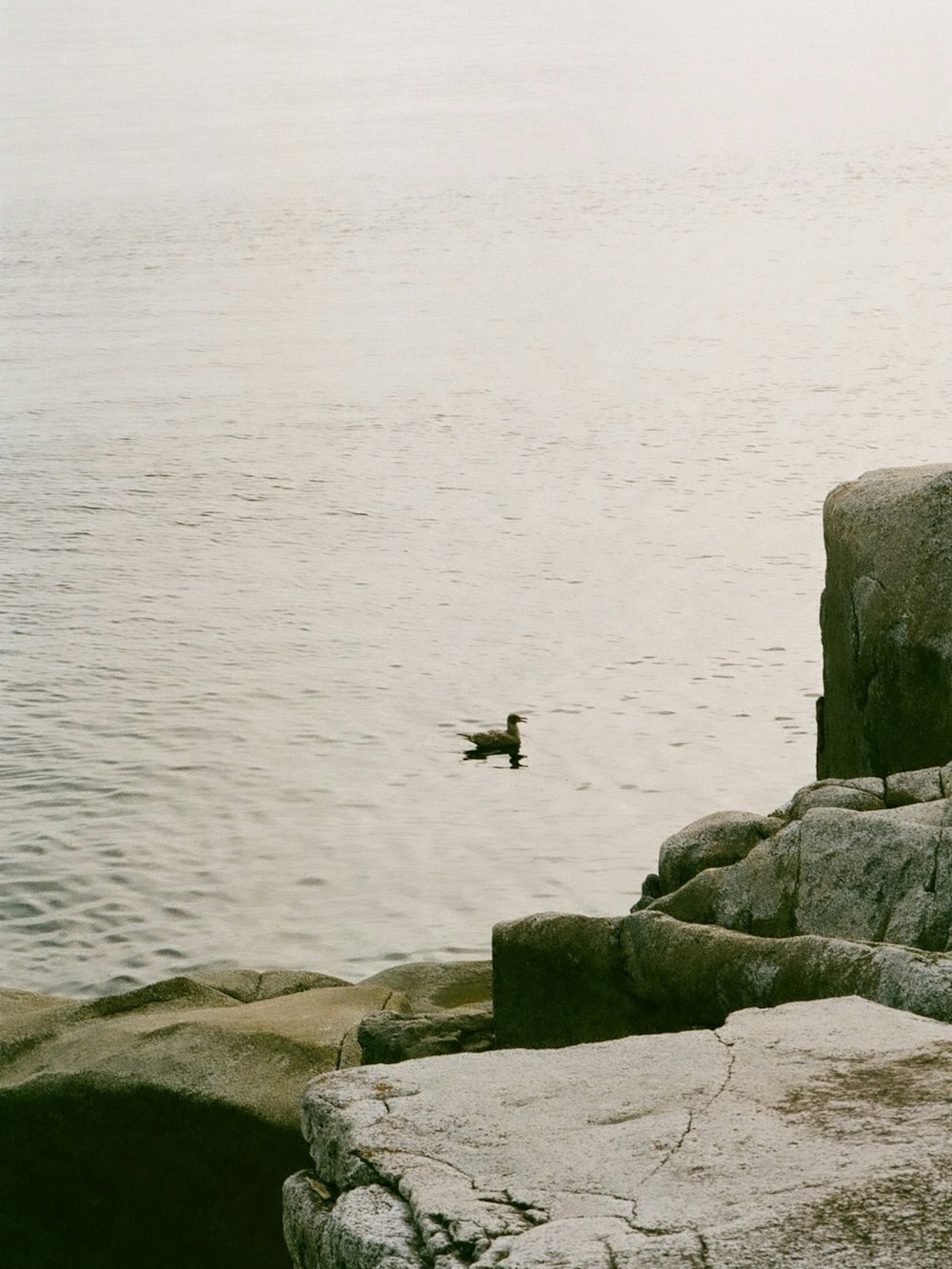 a duck swimming in the water near some rocks