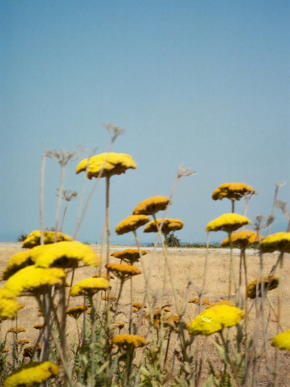 a field of yellow flowers with a blue sky in the background