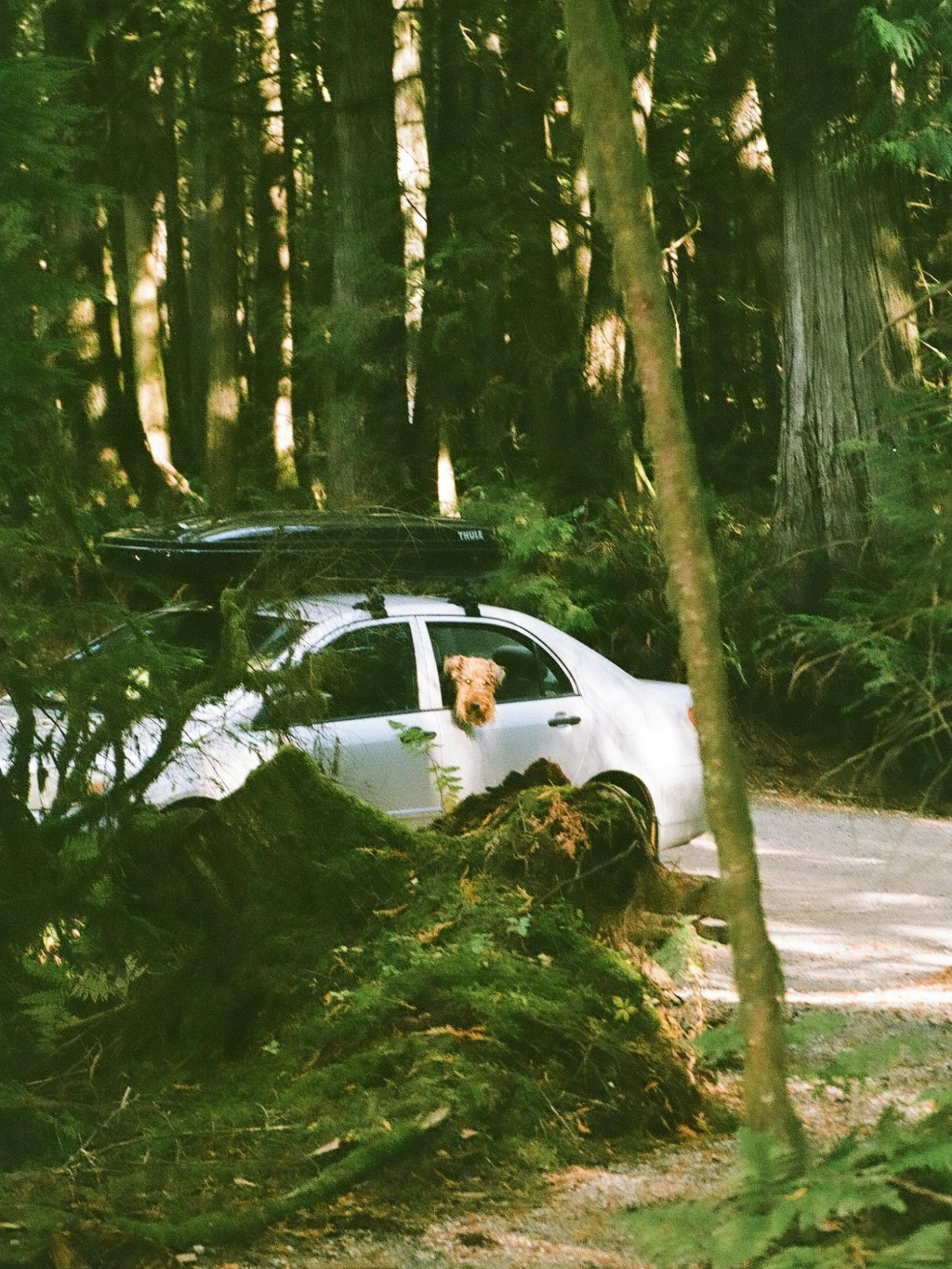 A car that is parked in the woods photo – Free Sechelt inlet road Image ...