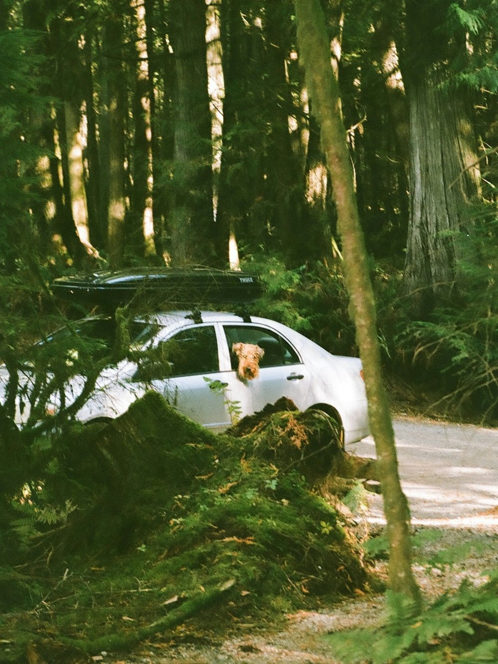 Un coche que está aparcado en el bosque
