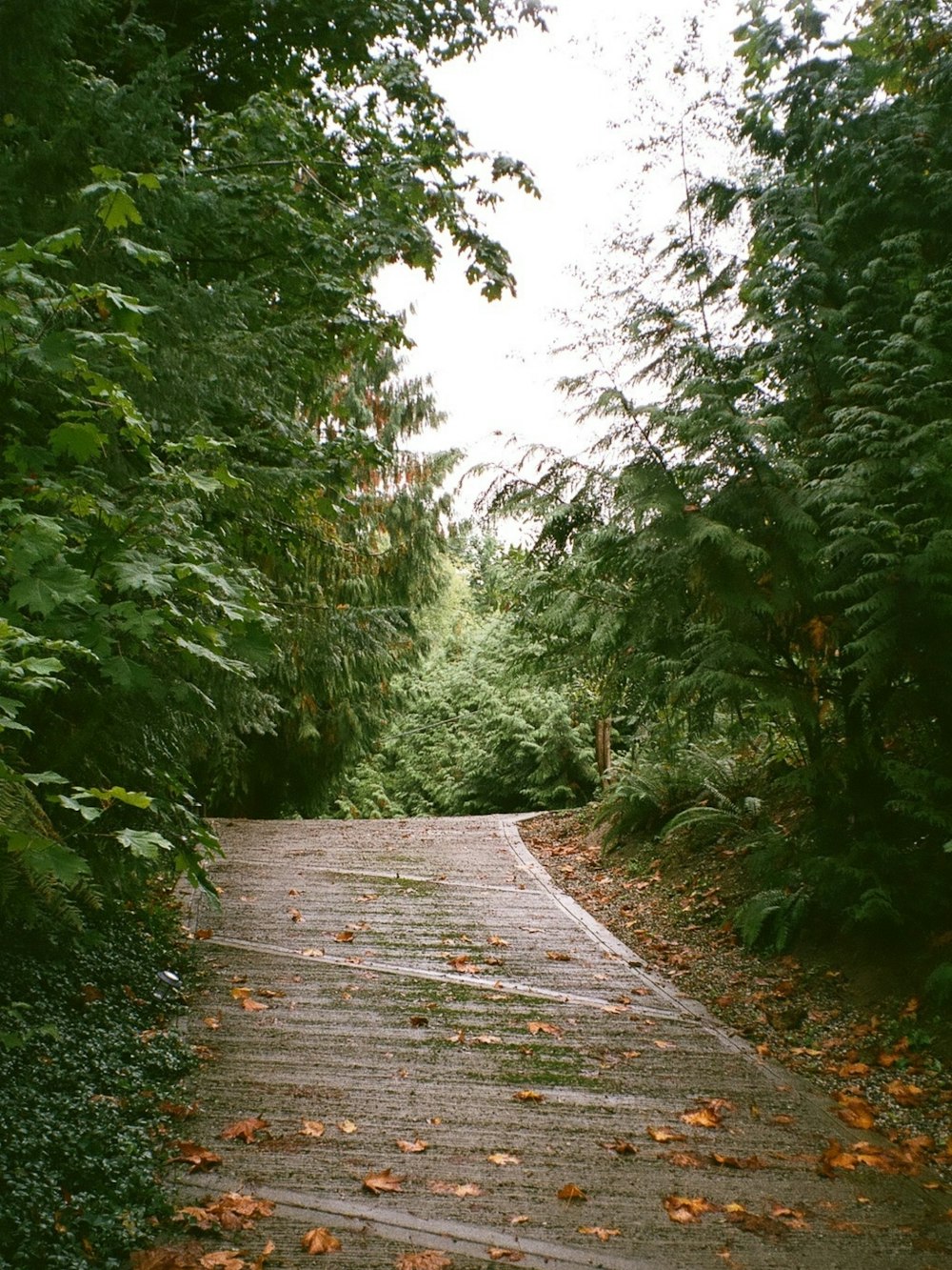 a path through a forest with lots of leaves on the ground