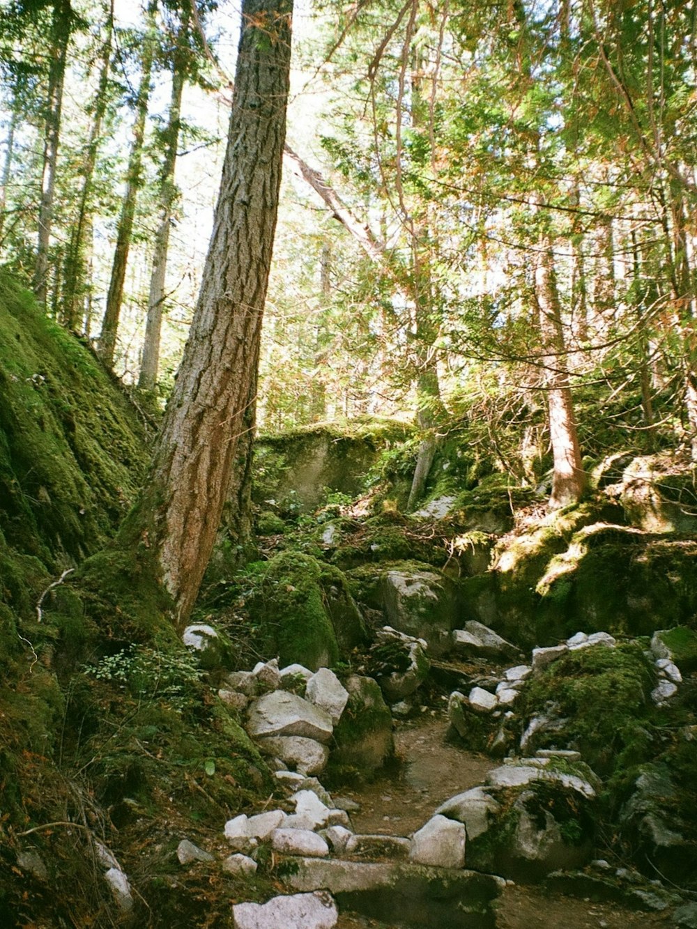 a trail in the woods with rocks and trees