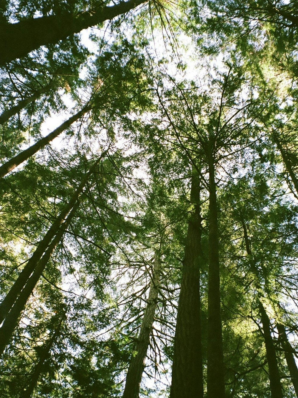 a group of tall trees standing next to each other