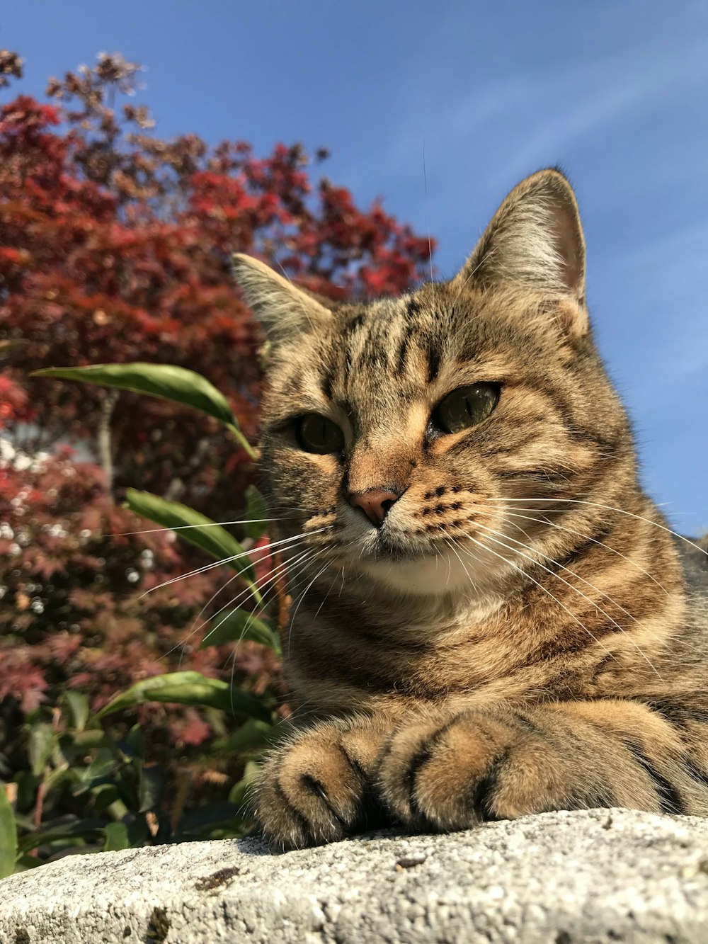 a cat sitting on top of a rock next to a tree