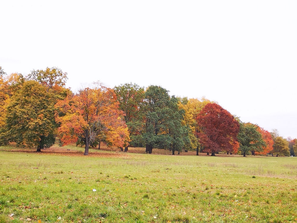 a grassy field with trees in the background