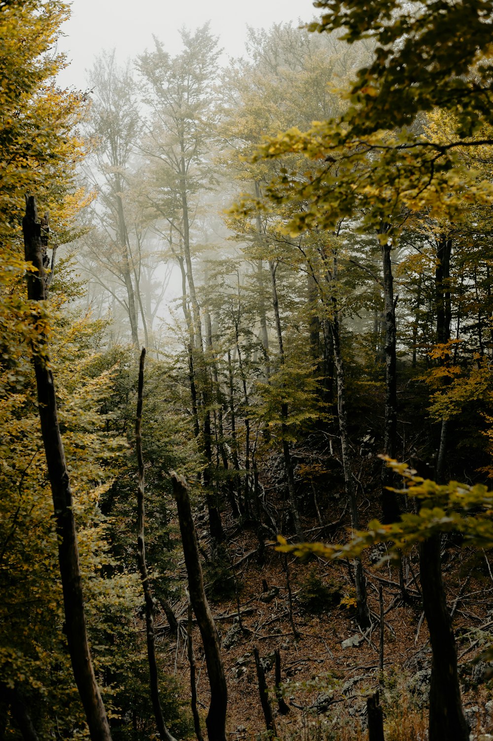 Un bosque lleno de muchos árboles cubiertos de niebla