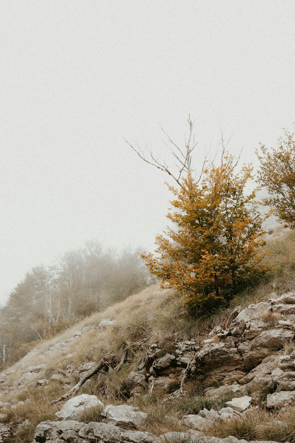 a couple of sheep standing on top of a rocky hillside