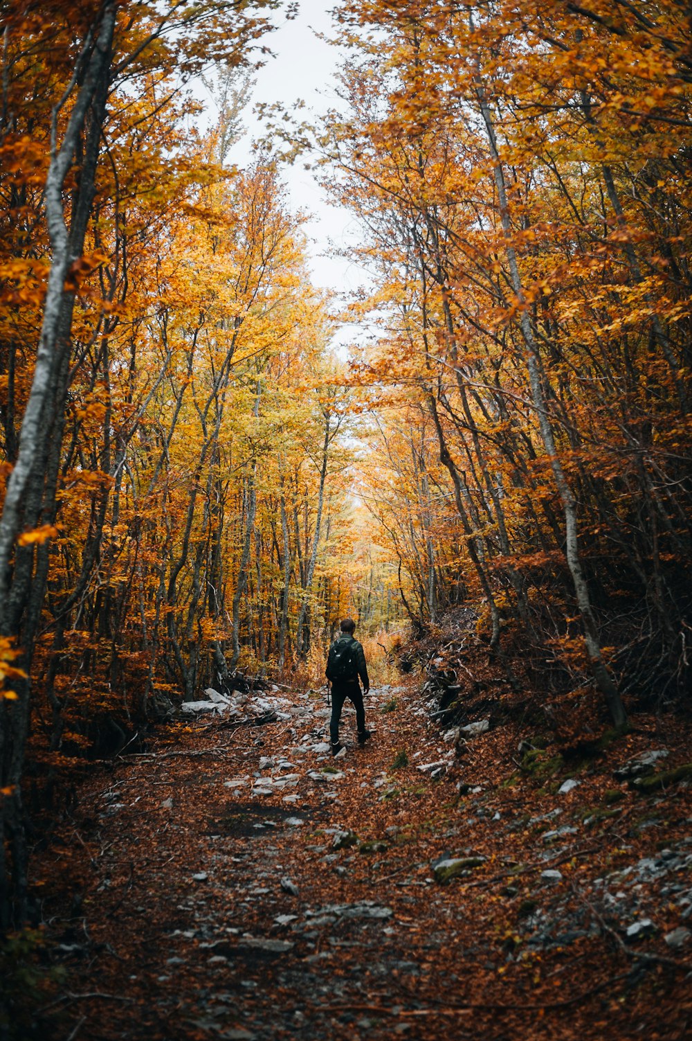 a person standing in the middle of a forest