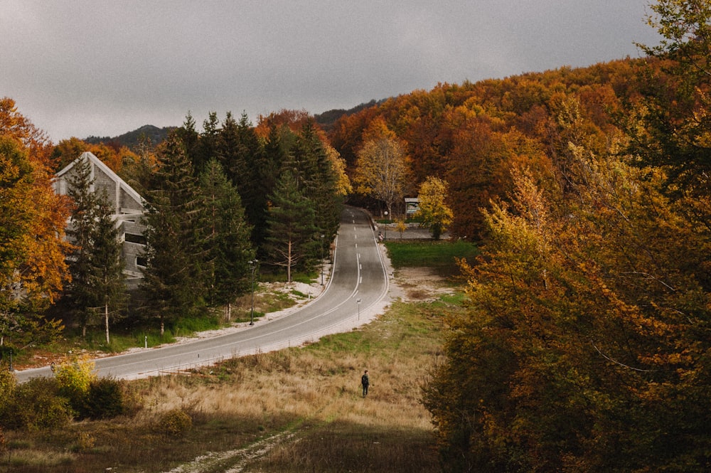 une route au milieu d’une zone boisée