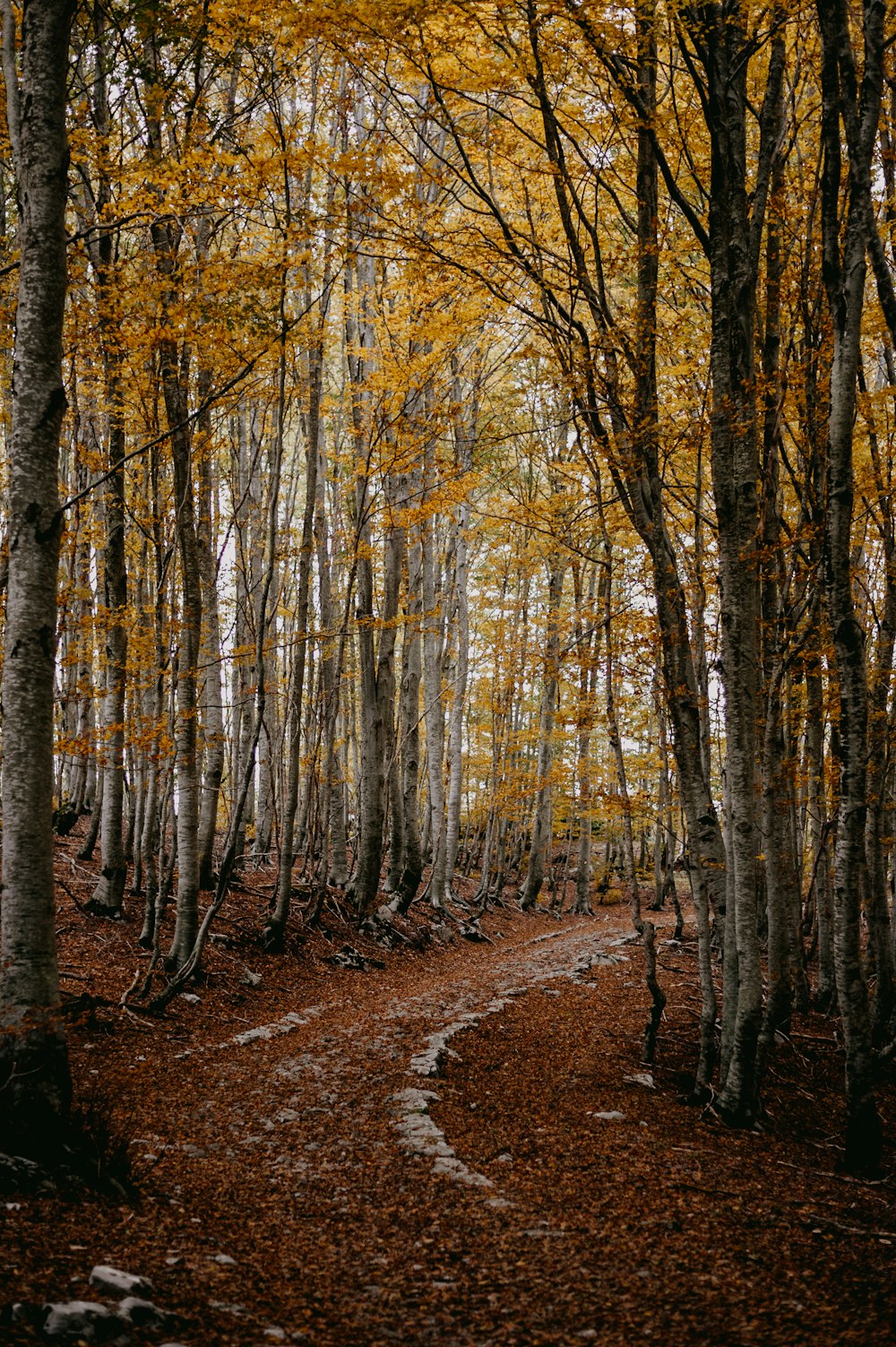 a dirt path in the middle of a forest