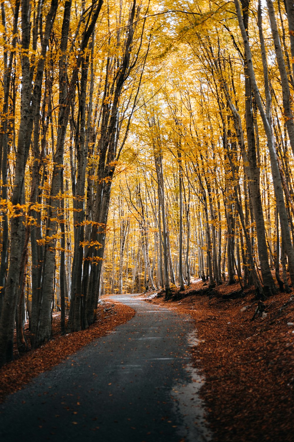 노란 잎사귀가 있는 나무들로 둘러싸인 길