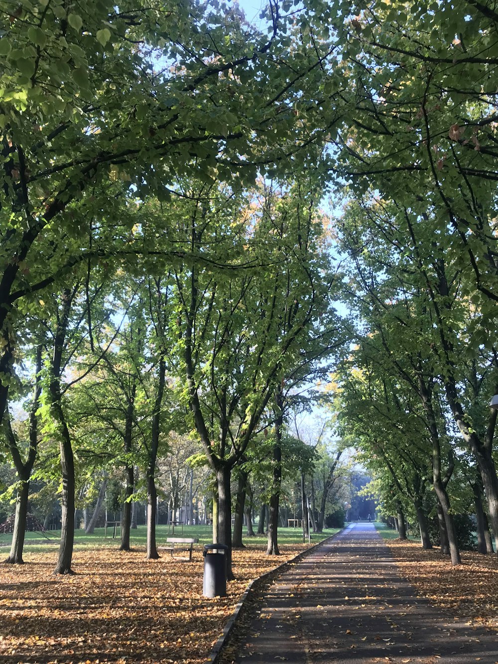 a park with lots of trees and leaves on the ground