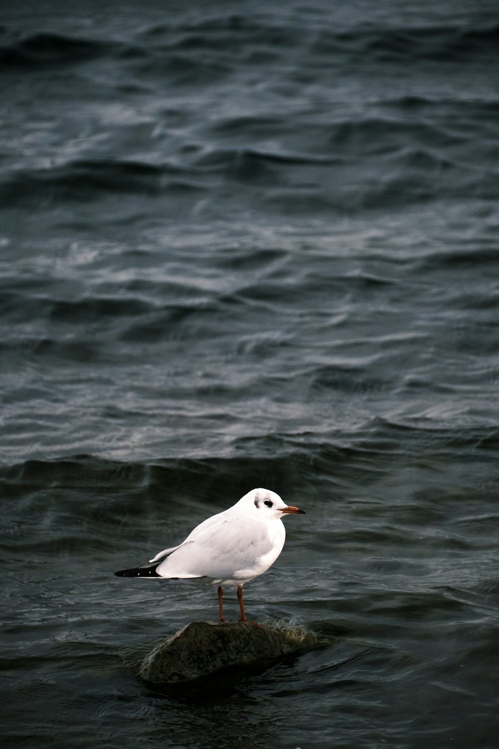 a seagull standing on a rock in the water