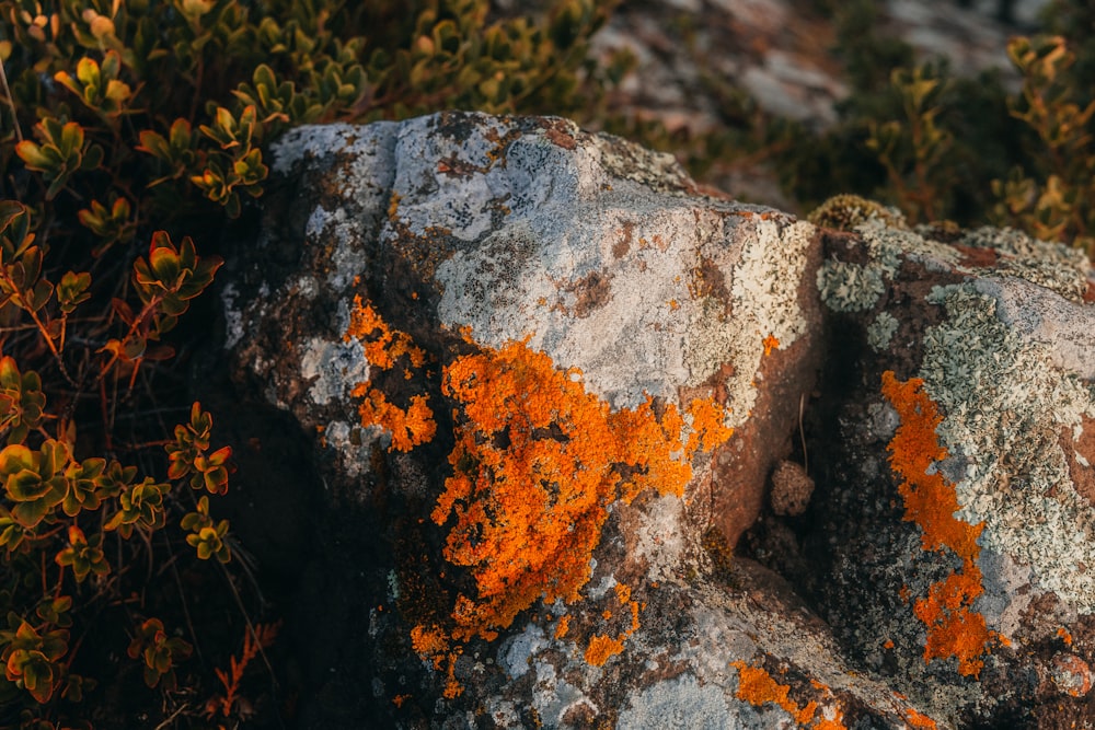 a close up of a rock with orange lichen on it