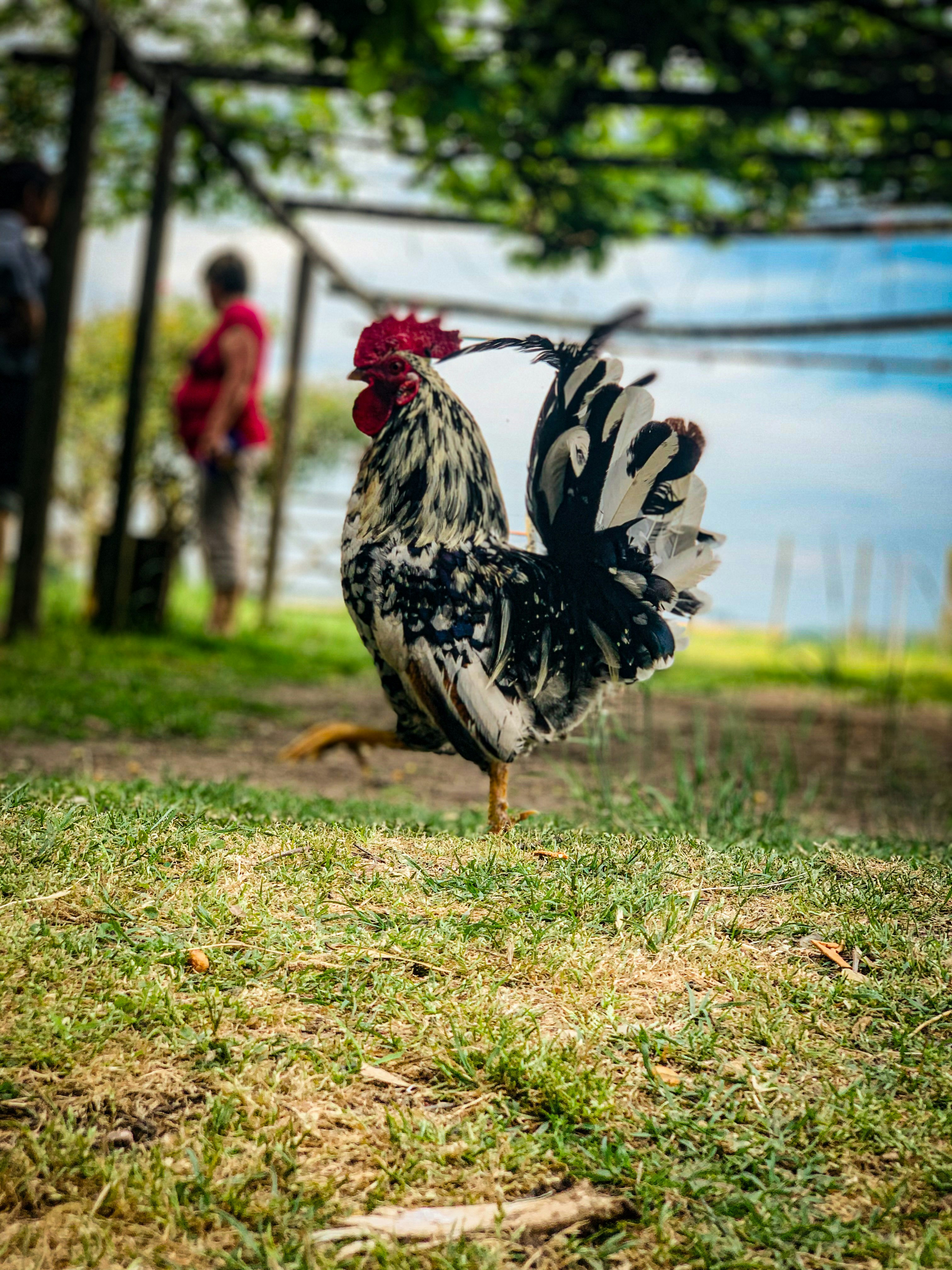 Gallo!
