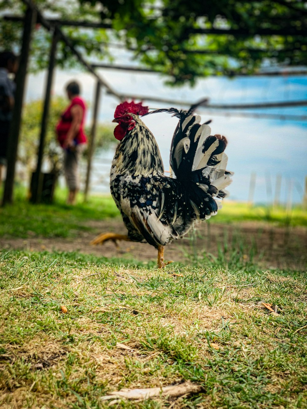 a rooster standing on top of a lush green field