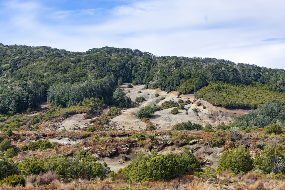 a hill covered in lots of trees next to a forest