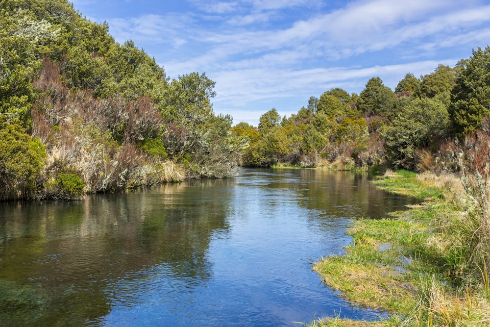 a river running through a lush green forest