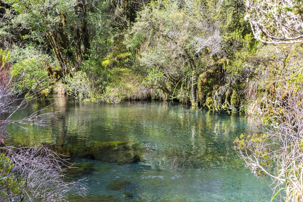 a body of water surrounded by trees and bushes