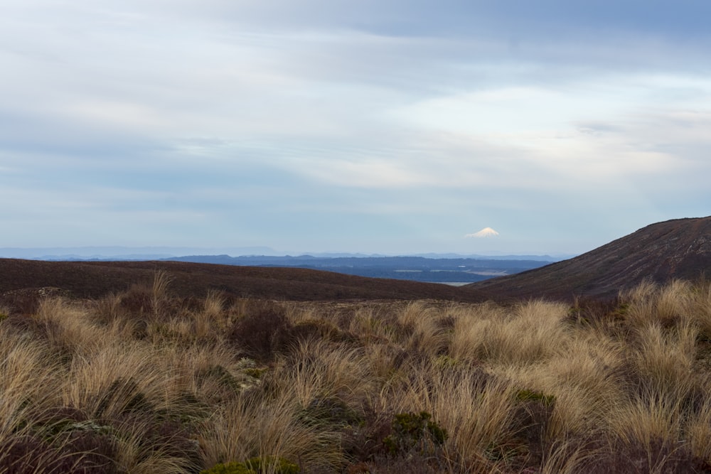 a grassy field with a mountain in the background